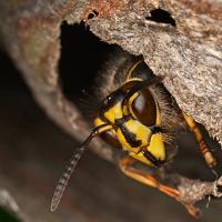 Median Wasp leaving nest 